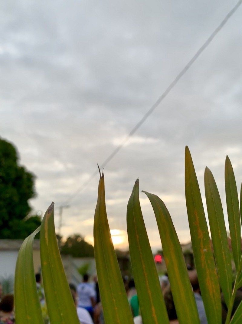 Hosana! Você já foi um jumentinho&nbsp;hoje?